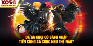 Đá gà chọi có cách chấp tiền cùng cá cược như thế nào?