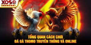 Tổng quan cách chơi đá gà thomo truyền thống và online