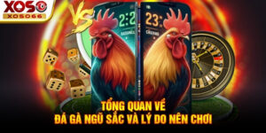 tong quan ve da ga ngu sac va ly do nen choi